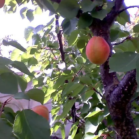 Part Of The House In The Apple Garden Varna